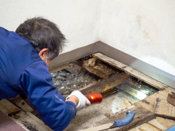 Best Same-Day Mold Removal  in Livonia, LA