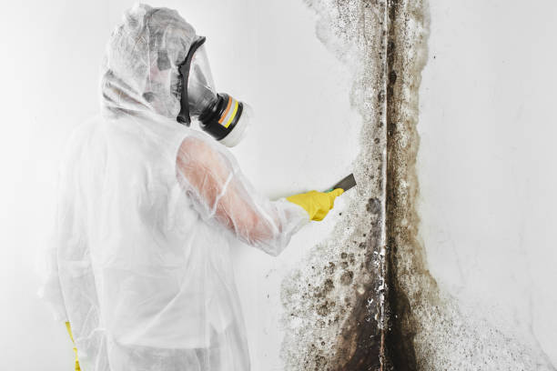 Best Best Mold Removal Companies  in Livonia, LA