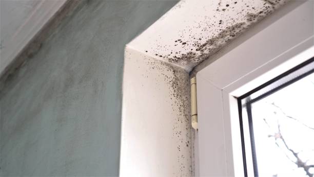 Best Crawl Space Mold Removal  in Livonia, LA