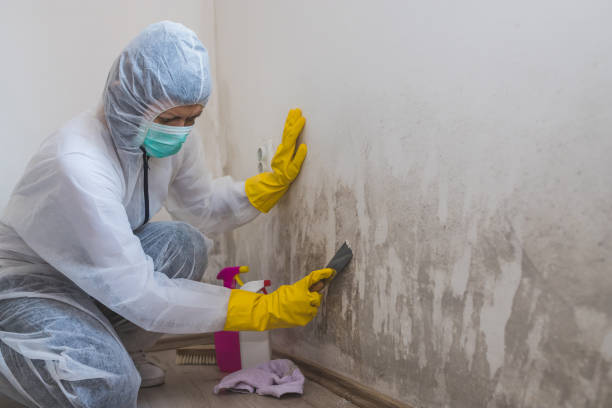 Best Affordable Mold Removal  in Livonia, LA
