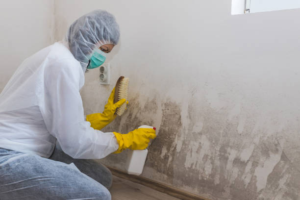Best Mold Removal Company Near Me  in Livonia, LA