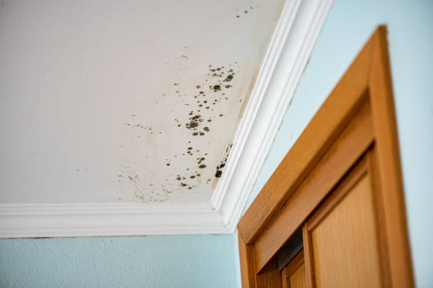 Home Mold Removal in Livonia, LA