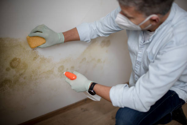 Best Attic Mold Removal  in Livonia, LA