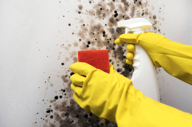 Best Black Mold Removal  in Livonia, LA