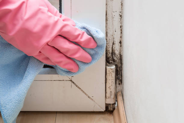 Best Mold Removal Company Near Me  in Livonia, LA